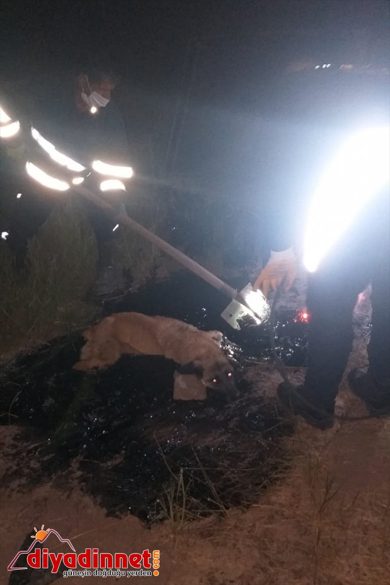 AĞRI Asfalt düşen kurtardı birikintisine - zifti köpeği itfaiye 2