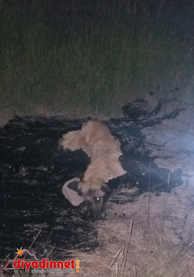 - zifti Asfalt AĞRI köpeği itfaiye kurtardı birikintisine düşen 3