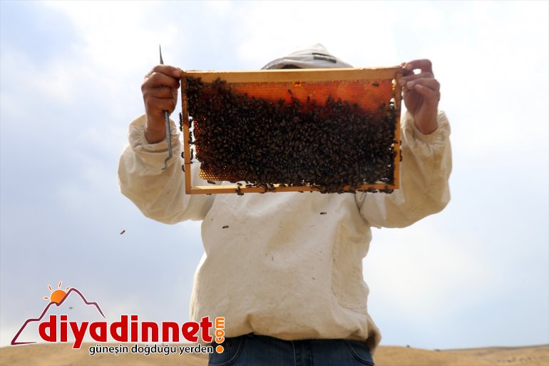 ağrı bal mesaisi11