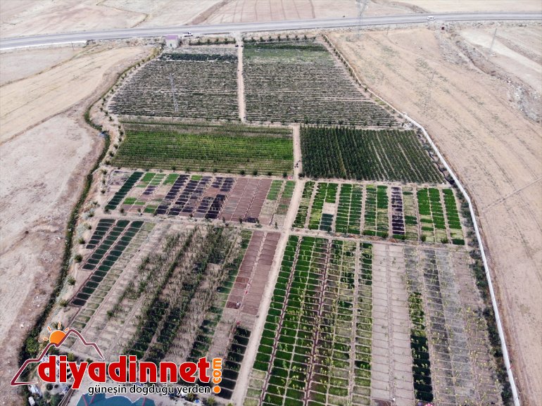 rağmen AĞRI Burada denilmesine bile arpa kurdukları yetişmez bostanda - sebze üretiyorlar tonlarca meyve 2