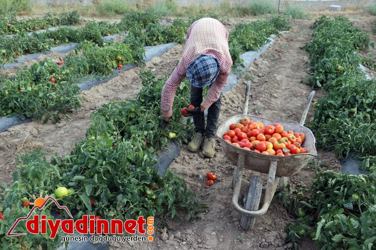 meyve sebze üretiyorlar - bile yetişmez arpa denilmesine rağmen bostanda Burada kurdukları tonlarca AĞRI 11