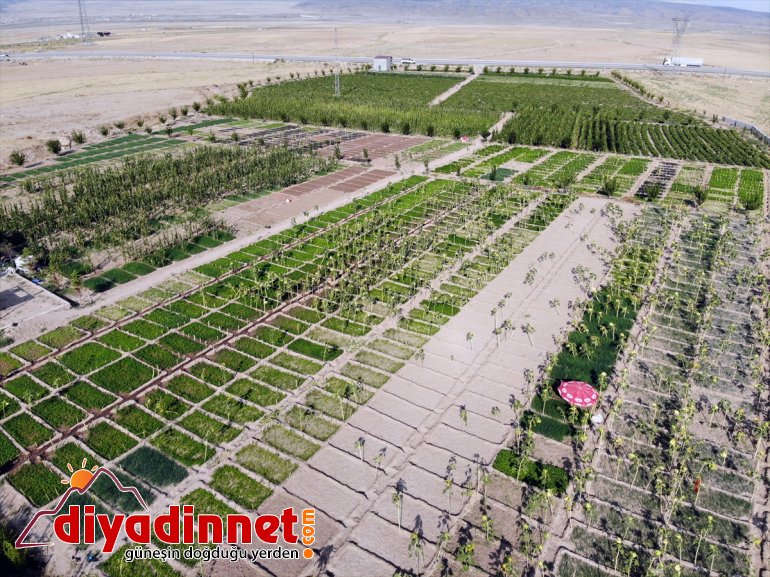 tonlarca arpa - rağmen yetişmez denilmesine bostanda Burada kurdukları sebze AĞRI meyve bile üretiyorlar 12