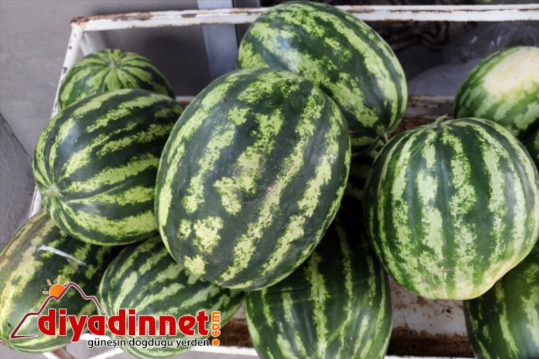 üretiyorlar rağmen - denilmesine sebze kurdukları yetişmez bostanda Burada tonlarca meyve bile AĞRI arpa 13