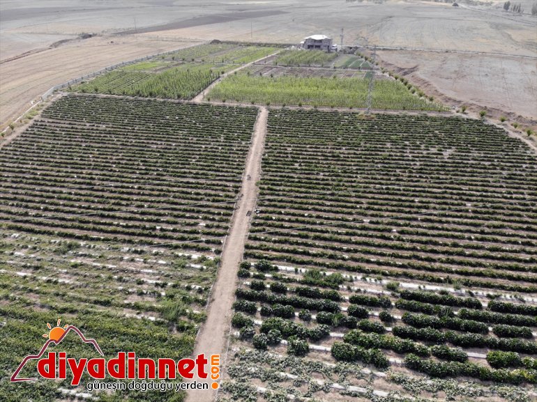 kurdukları sebze tonlarca meyve yetişmez denilmesine üretiyorlar bile arpa - AĞRI Burada bostanda rağmen 14