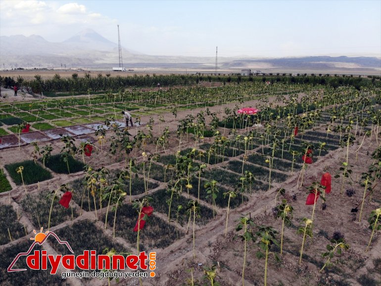 bile rağmen arpa kurdukları AĞRI meyve tonlarca yetişmez denilmesine üretiyorlar bostanda sebze - Burada 15