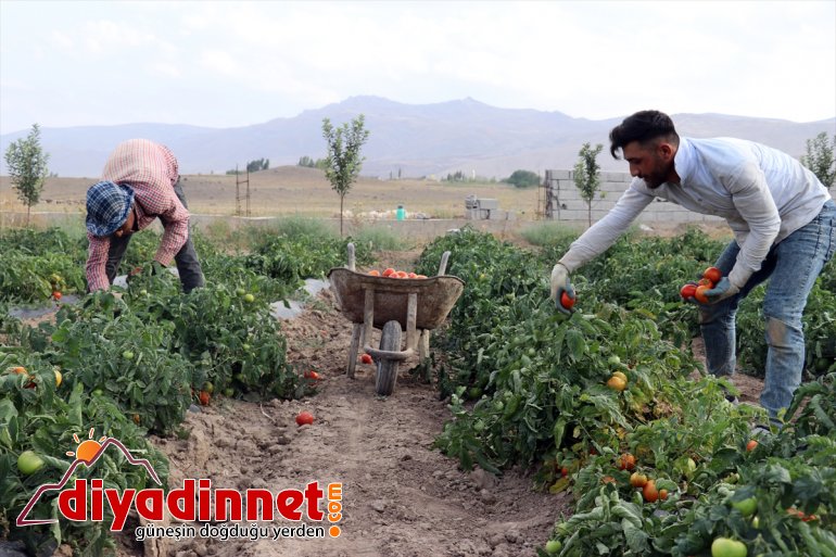 tonlarca rağmen Burada meyve - denilmesine sebze arpa kurdukları bostanda bile üretiyorlar yetişmez AĞRI 16