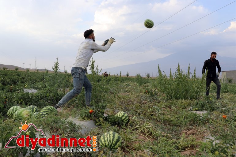 bile meyve AĞRI kurdukları Burada arpa bostanda rağmen üretiyorlar - sebze tonlarca yetişmez denilmesine 18