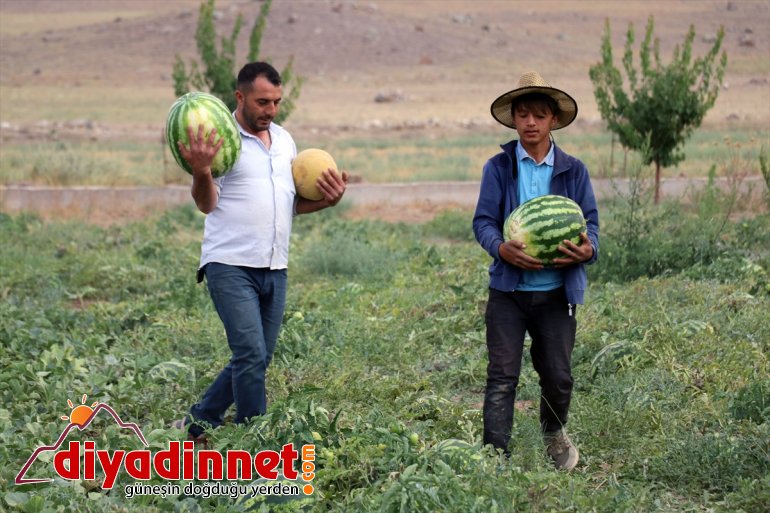 bile rağmen - AĞRI meyve Burada yetişmez tonlarca sebze arpa kurdukları üretiyorlar bostanda denilmesine 19