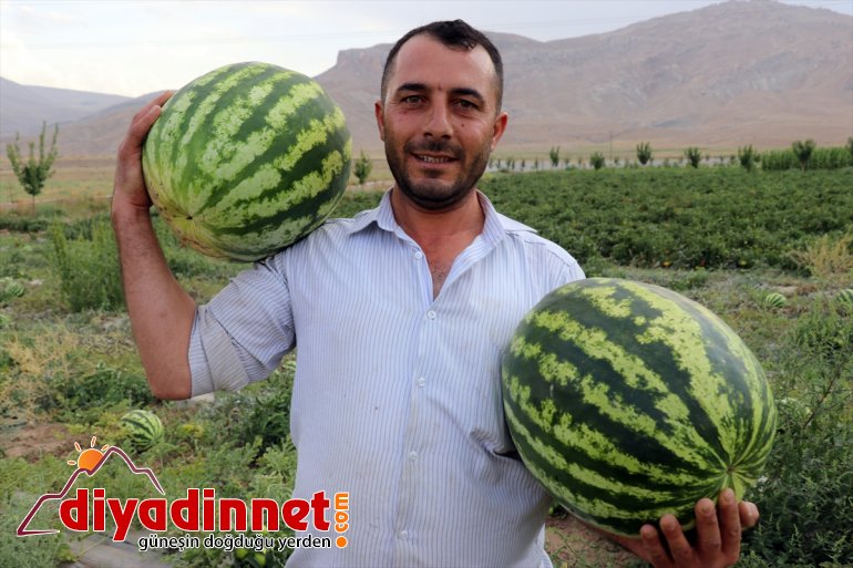 denilmesine arpa rağmen AĞRI - sebze bostanda yetişmez kurdukları bile tonlarca Burada üretiyorlar meyve 20