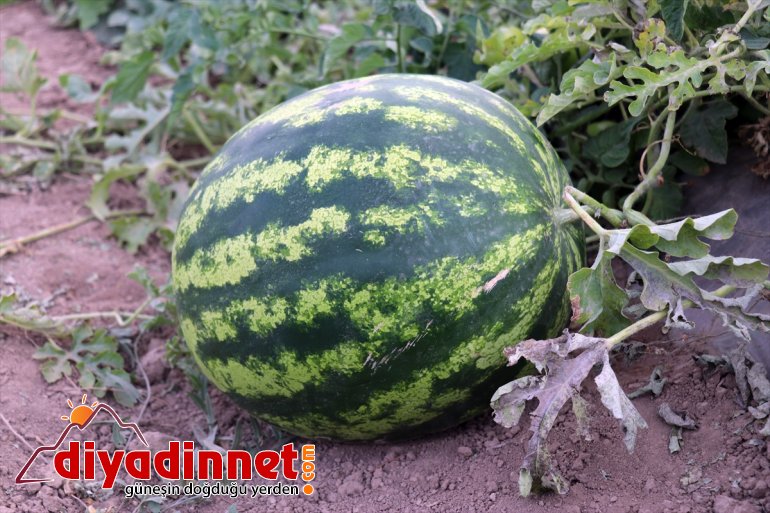 Burada arpa meyve üretiyorlar rağmen bostanda kurdukları sebze AĞRI yetişmez denilmesine bile - tonlarca 3