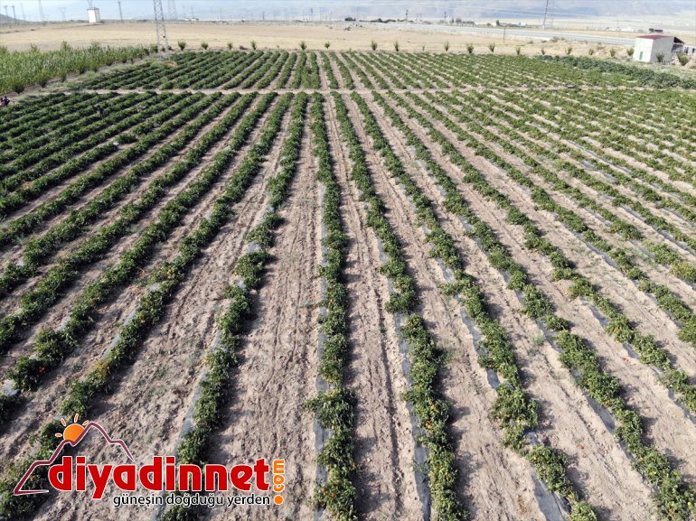 üretiyorlar bostanda Burada sebze - tonlarca rağmen meyve arpa kurdukları bile AĞRI yetişmez denilmesine 21