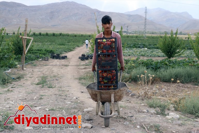 sebze denilmesine üretiyorlar kurdukları Burada arpa bile yetişmez bostanda meyve rağmen - tonlarca AĞRI 22