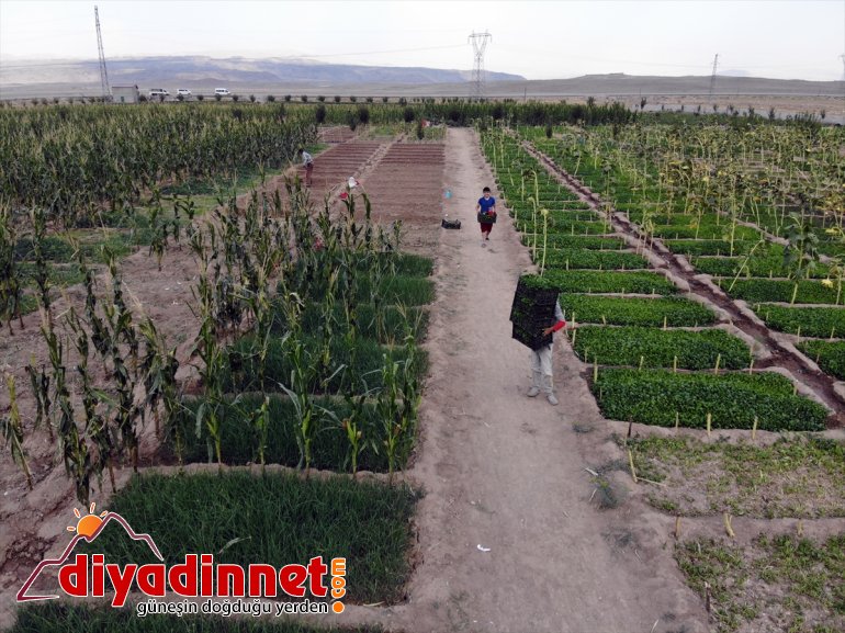 - sebze rağmen üretiyorlar Burada AĞRI bile yetişmez denilmesine arpa kurdukları meyve bostanda tonlarca 23