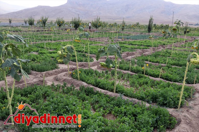 tonlarca sebze üretiyorlar meyve rağmen kurdukları yetişmez bostanda AĞRI arpa Burada bile - denilmesine 24