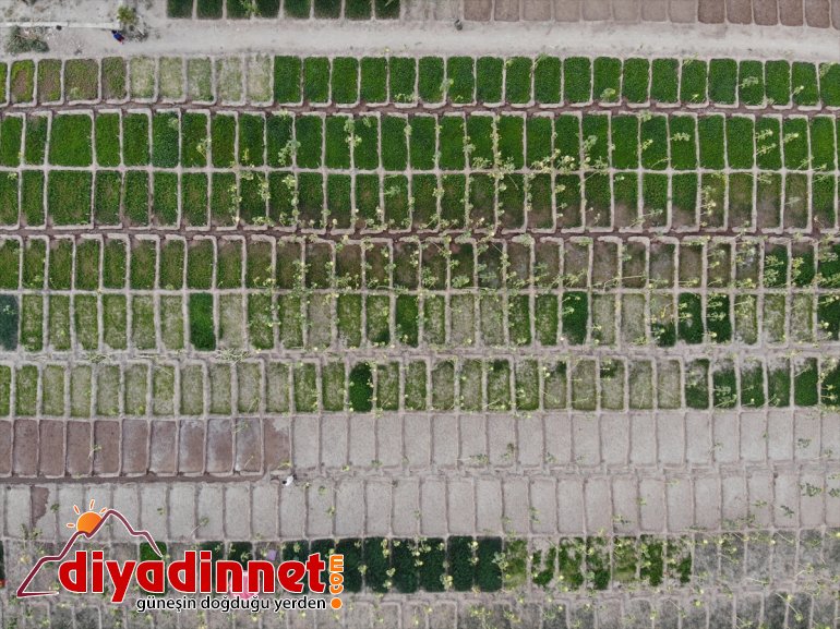 üretiyorlar bile Burada bostanda rağmen sebze arpa tonlarca - denilmesine yetişmez meyve AĞRI kurdukları 25