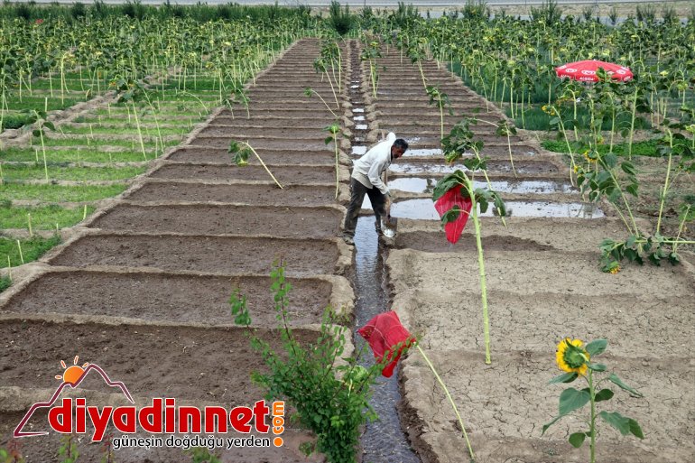 meyve tonlarca kurdukları - rağmen denilmesine üretiyorlar Burada yetişmez sebze arpa AĞRI bostanda bile 27