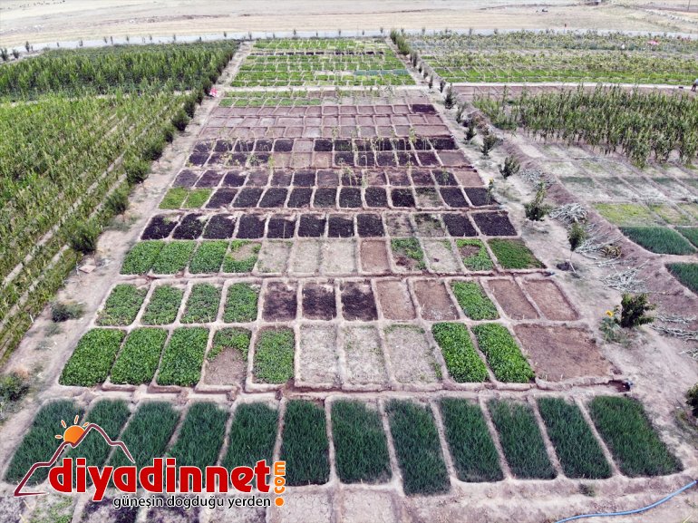 denilmesine tonlarca yetişmez Burada AĞRI sebze bile rağmen kurdukları meyve üretiyorlar arpa bostanda - 4