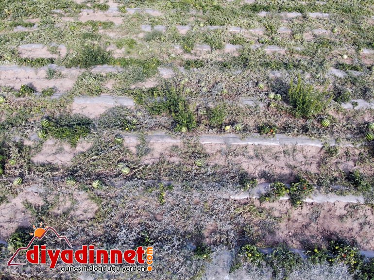 meyve bostanda kurdukları - tonlarca AĞRI rağmen arpa bile üretiyorlar Burada denilmesine yetişmez sebze 5