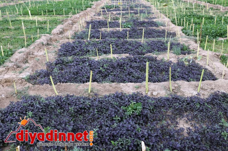 Burada meyve bostanda üretiyorlar denilmesine - bile yetişmez tonlarca AĞRI kurdukları rağmen sebze arpa 6