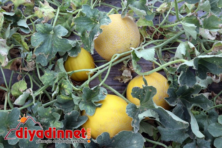 kurdukları - sebze meyve yetişmez bostanda denilmesine bile Burada üretiyorlar tonlarca AĞRI arpa rağmen 7