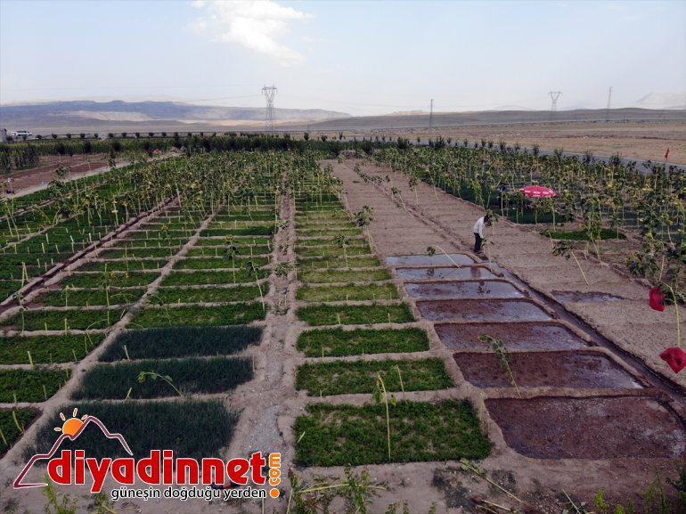 yetişmez üretiyorlar tonlarca bostanda arpa AĞRI bile denilmesine meyve rağmen sebze Burada kurdukları - 8