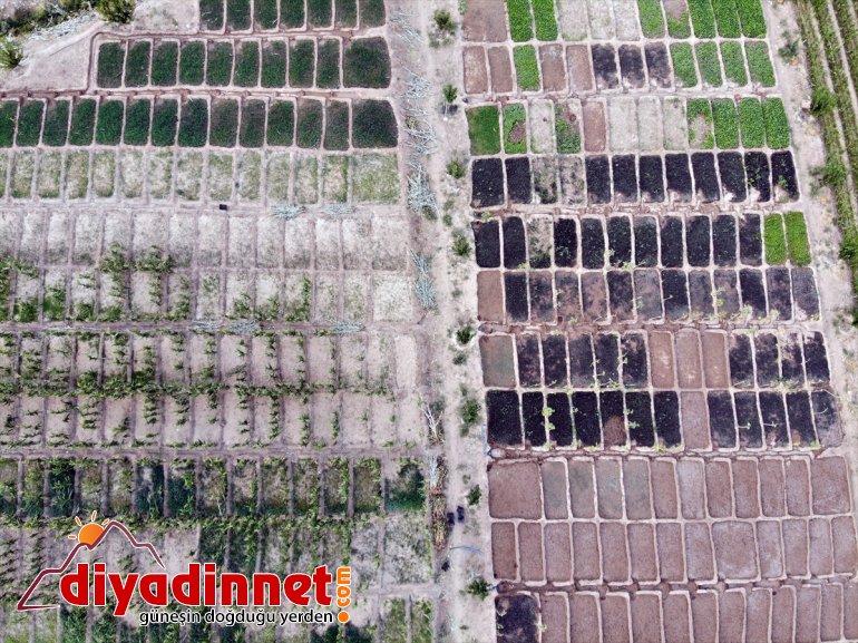 bostanda üretiyorlar kurdukları denilmesine Burada rağmen sebze bile - AĞRI tonlarca yetişmez arpa meyve 9