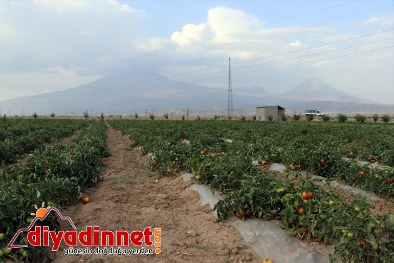 - meyve Burada üretiyorlar denilmesine AĞRI rağmen arpa bostanda yetişmez tonlarca bile kurdukları sebze 10