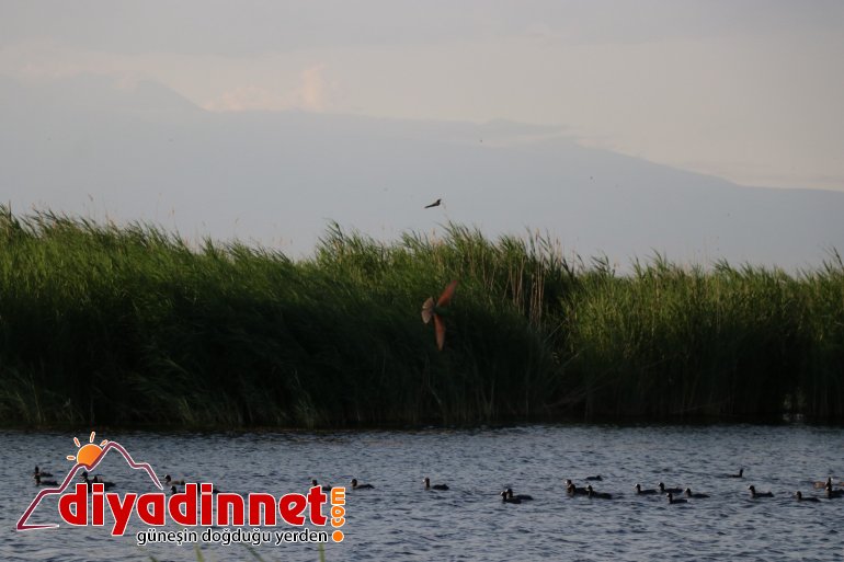 Ağrı Dağı Milli Parkı, doğal güzelliği ve hayvan çeşitliliğiyle dikkat çekiyor8