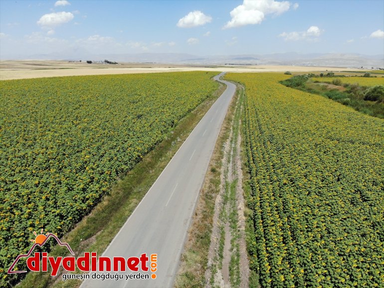 desteğiyle artan AĞRI gelin Ağrı