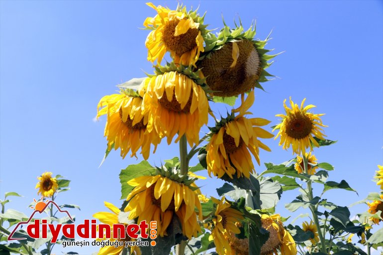 getirdi sarı AĞRI kat gelin kazanç artan Devlet Ağrı