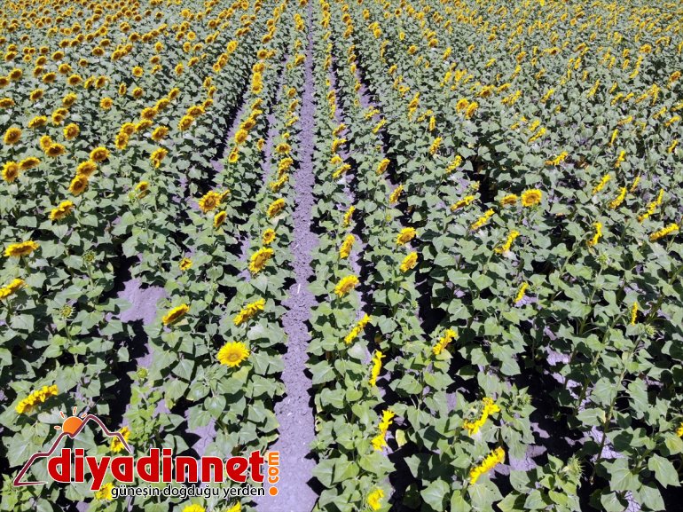 gelin artan desteğiyle çiftçiye kazanç AĞRI - sarı kat üretimi Ağrı