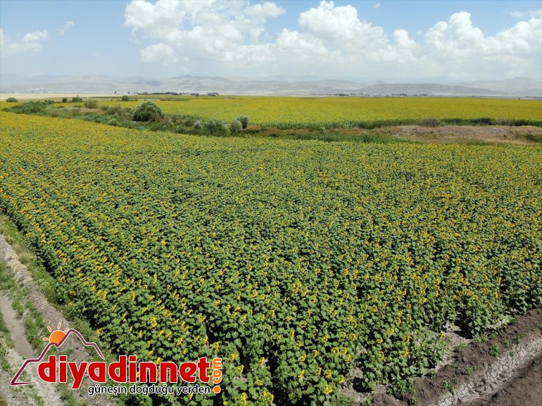 AĞRI - çiftçiye desteğiyle üretimi gelin kazanç 5 kat Ağrı