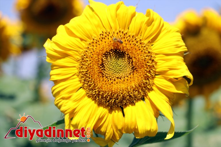 getirdi kat gelin 5 güzellik kazanç çiftçiye Ağrı