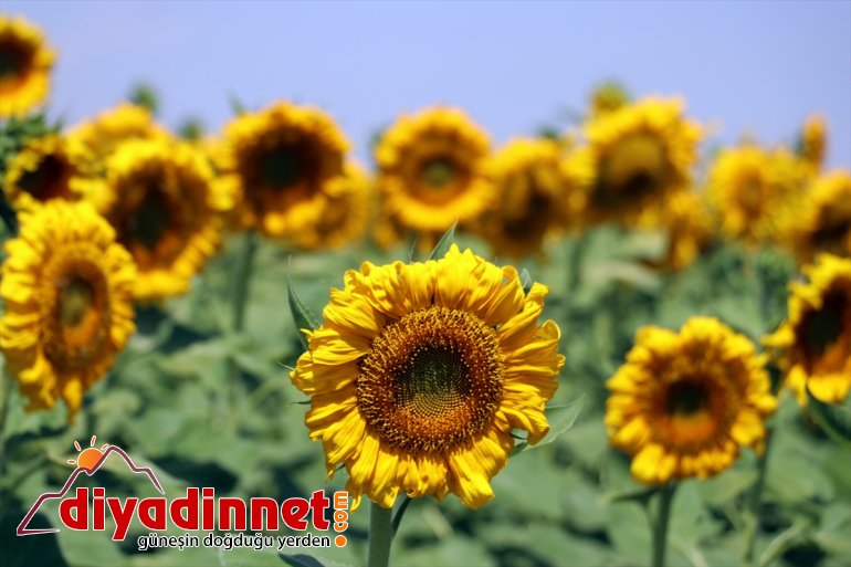 çiftçiye getirdi - artan kat 5 AĞRI Devlet Ağrı