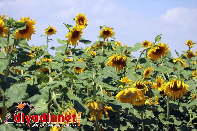 üretimi Devlet desteğiyle 5 AĞRI Ağrı