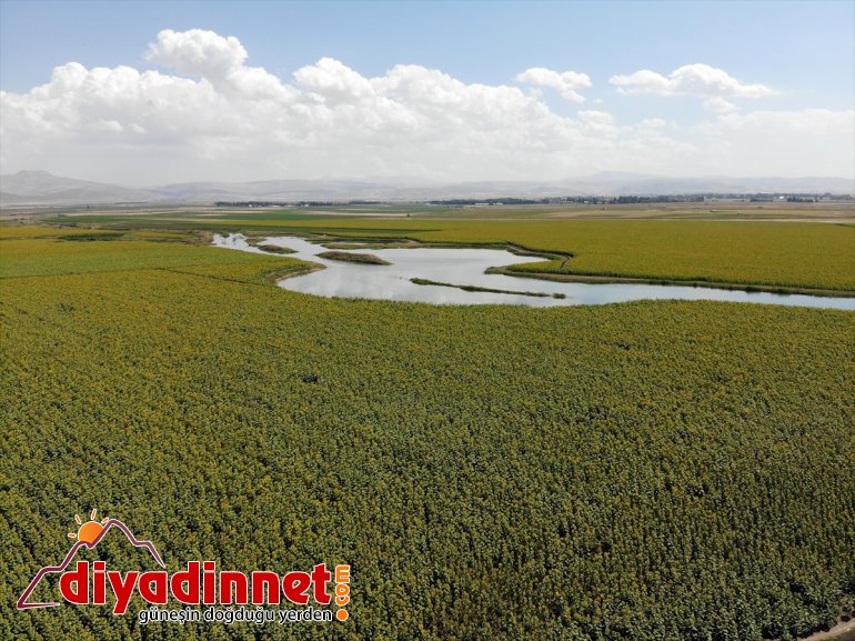 sarı kat artan güzellik 5 çiftçiye gelin getirdi üretimi kazanç Ağrı