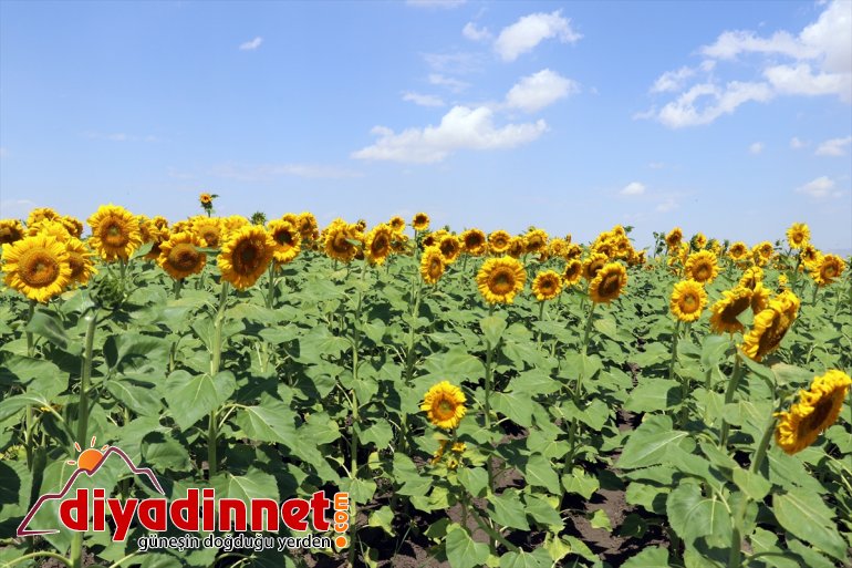 getirdi 5 - üretimi Devlet desteğiyle AĞRI çiftçiye artan güzellik kat gelin Ağrı