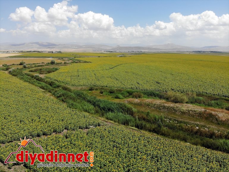 çiftçiye sarı güzellik 5 AĞRI desteğiyle getirdi kazanç üretimi kat gelin - artan Ağrı