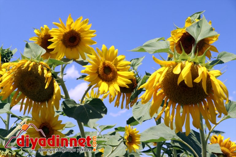 üretimi - kat 5 AĞRI Ağrı