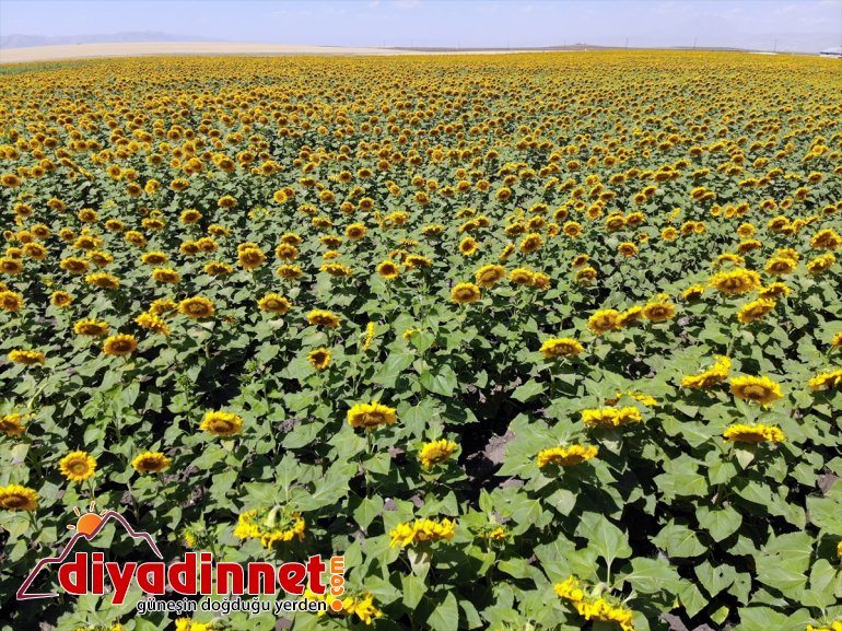 artan üretimi Ağrı