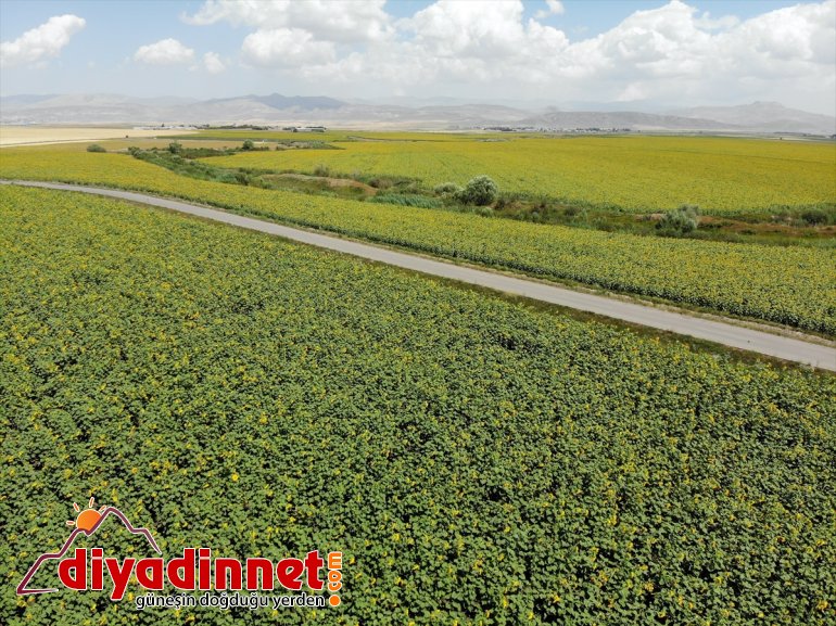 5 güzellik üretimi sarı Devlet desteğiyle - çiftçiye Ağrı
