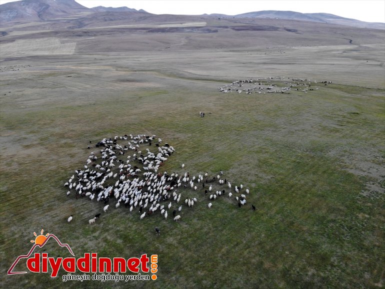 yolculuğu göçerlerin AĞRI dönüş yaylalardan Doğu başladı Anadolu
