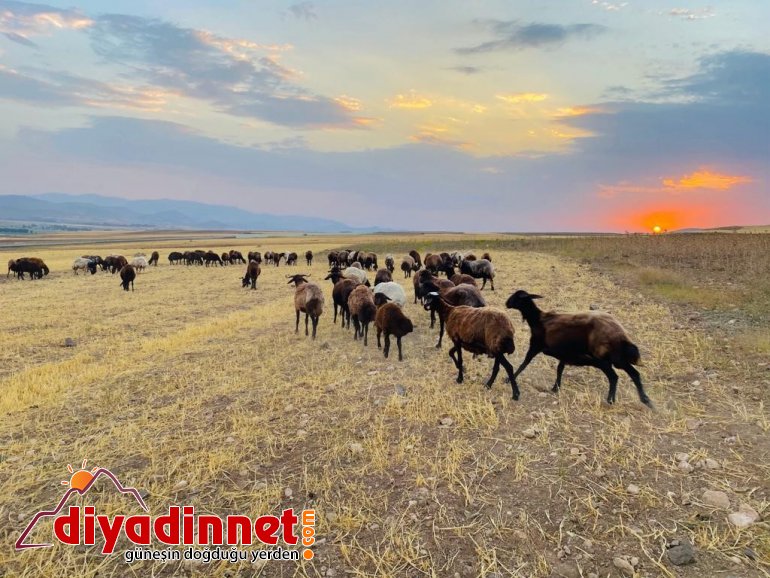 Annesiz kalan kuzunun annesi sandığı sahibiyle bağı duygulandırıyor1