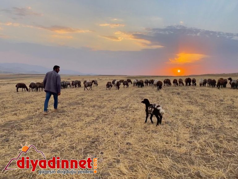 Annesiz kalan kuzunun annesi sandığı sahibiyle bağı duygulandırıyor2