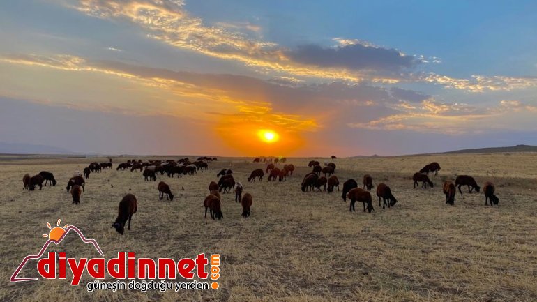 Annesiz kalan kuzunun annesi sandığı sahibiyle bağı duygulandırıyor3