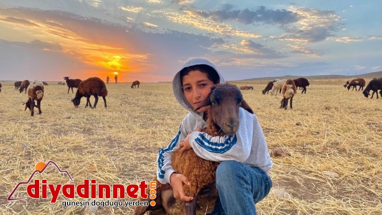 Annesiz kalan kuzunun annesi sandığı sahibiyle bağı duygulandırıyor4