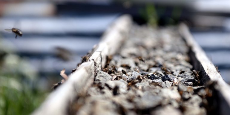 ARDAHAN - Kuraklık, tescilli Ardahan çiçek balında rekolteyi düşürdü1