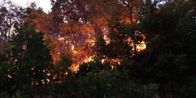 Bingöl'de ormanlık alanda çıkan yangın söndürüldü