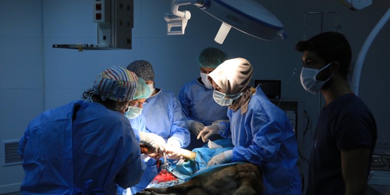 Bingöl'deki hayvan hastanesi, bölgedeki besicilere ve hayvanlara derman olacak