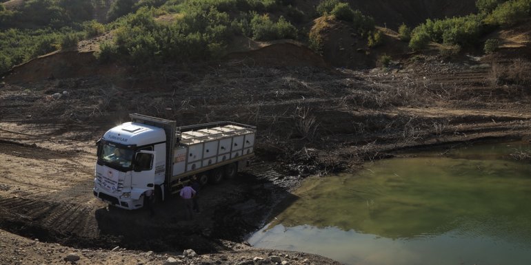 Bingöl'deki su kaynaklarına 1 milyon 200 bin yavru sazan bırakıldı